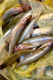 Attēlu rezultāti vaicājumam “Charales”