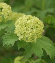 Attēlu rezultāti vaicājumam “Viburnum opulus flower”