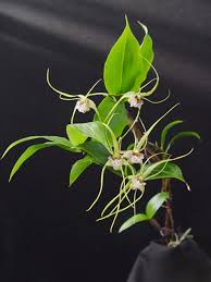 Attēlu rezultāti vaicājumam “Diderma montanum var. album stalked”