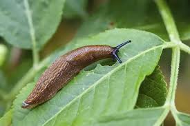 Attēlu rezultāti vaicājumam “Arion rufus”