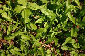 Image result for Campanula persicifolia