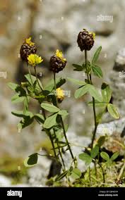 Attēlu rezultāti vaicājumam “Trifolium spadiceum leaf”