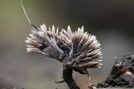 Attēlu rezultāti vaicājumam “Thelephora penicillata”