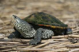 Image result for Malaclemys terrapin
