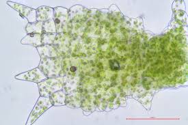 Attēlu rezultāti vaicājumam “Blasia pusilla”