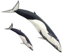 Image result for Balaenoptera omurai