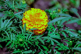 Attēlu rezultāti vaicājumam “Tagetes flower”