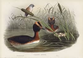 Image result for Podiceps auritus
