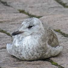 Attēlu rezultāti vaicājumam “Larus canus”
