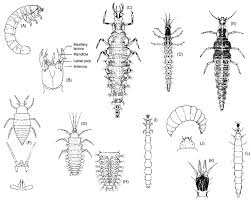 Attēlu rezultāti vaicājumam “Chrysopidae larva”