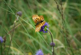 Attēlu rezultāti vaicājumam “Boloria titania underside”