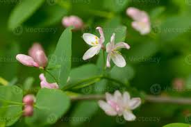 Attēlu rezultāti vaicājumam “Lonicera tatarica flower”