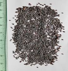 Image result for Meconopsis betonicifolia