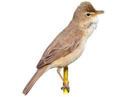 Attēlu rezultāti vaicājumam “Hippolais caligata”