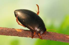 Attēlu rezultāti vaicājumam “Ilybius sp.”