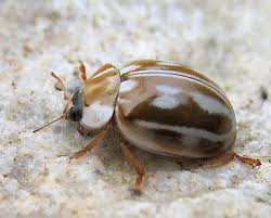 Attēlu rezultāti vaicājumam “Myzia oblongoguttata”