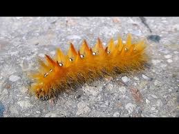 Attēlu rezultāti vaicājumam “Acronicta aceris larva”