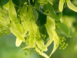 Attēlu rezultāti vaicājumam “Tilia”