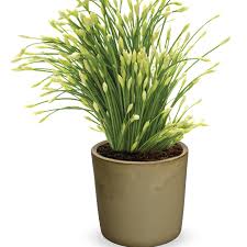 Image result for Allium tuberosum