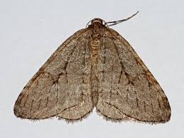 Attēlu rezultāti vaicājumam “Epirrita sp.”