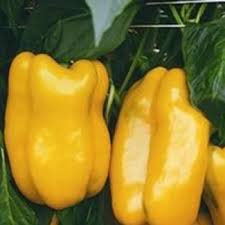 Afbeeldingsresultaat voor topepo giallo sweet pepper