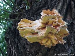Attēlu rezultāti vaicājumam “Laetiporus sulphureus”