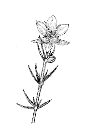 Attēlu rezultāti vaicājumam “Caryophyllaceae”