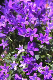 Image result for Campanula moesiaca