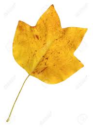 Attēlu rezultāti vaicājumam “Liriodendron tulipifera leaf”