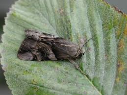 Attēlu rezultāti vaicājumam “Catocala fulminea”