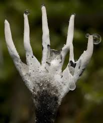 Attēlu rezultāti vaicājumam “Xylaria hypoxylon”