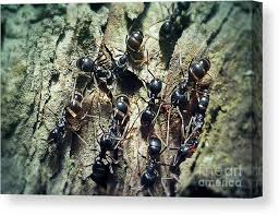 Attēlu rezultāti vaicājumam “Lasius fuliginosus”