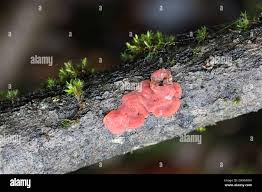 Attēlu rezultāti vaicājumam “Cytidia salicina”