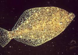 Image result for Limanda limanda