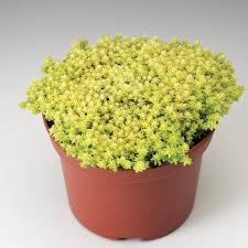 Image result for Sedum acre