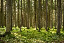 Attēlu rezultāti vaicājumam “Odontoschisma denudatum”