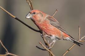 Attēlu rezultāti vaicājumam “Loxia pytyopsittacus male”