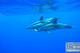 Image result for Delphinus delphis