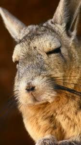 Image result for viscacha