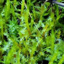 Attēlu rezultāti vaicājumam “Calliergonella cuspidata”