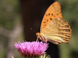 Attēlu rezultāti vaicājumam “Argynnis paphia underside”