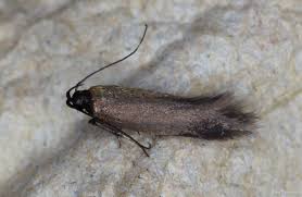 Attēlu rezultāti vaicājumam “Gelechia jakovlevi”