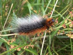 Attēlu rezultāti vaicājumam “Arctia caja larva”