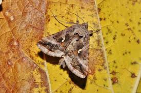 Attēlu rezultāti vaicājumam “Autographa gamma”