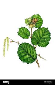 Attēlu rezultāti vaicājumam “Corylus avellana leaf”