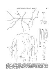 Attēlu rezultāti vaicājumam “Ombrophila violacea spores”