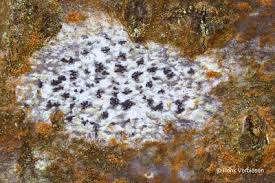 Attēlu rezultāti vaicājumam “Arthonia spadicea”