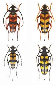 Attēlu rezultāti vaicājumam “Leptura quadrifasciata”