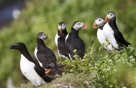 Image result for Fratercula arctica