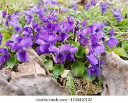 Attēlu rezultāti vaicājumam “Viola rupestris”